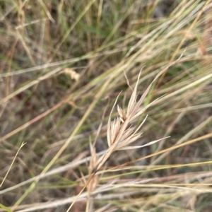 Themeda triandra at Lake George, NSW - 1 Mar 2023 09:25 AM