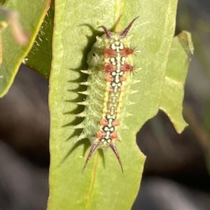 Doratifera quadriguttata at Campbell, ACT - 2 Mar 2023 07:22 PM