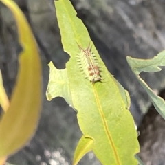 Doratifera quadriguttata at Campbell, ACT - 2 Mar 2023