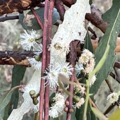 Eucalyptus bridgesiana (Apple Box) at Campbell, ACT - 2 Mar 2023 by Hejor1