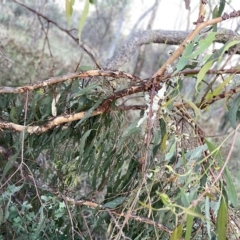 Eucalyptus bridgesiana at Campbell, ACT - 2 Mar 2023 07:21 PM