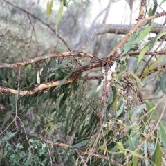 Eucalyptus bridgesiana at Campbell, ACT - 2 Mar 2023 07:21 PM