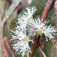 Eucalyptus bridgesiana at Campbell, ACT - 2 Mar 2023