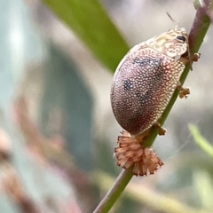 Paropsis atomaria (Eucalyptus leaf beetle) at Campbell, ACT - 2 Mar 2023 by Hejor1