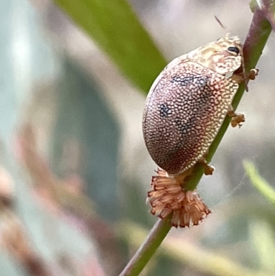 Paropsis atomaria (Eucalyptus leaf beetle) at Mount Ainslie - 2 Mar 2023 by Hejor1