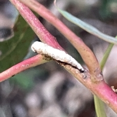 Chaetophyes compacta at Campbell, ACT - 2 Mar 2023