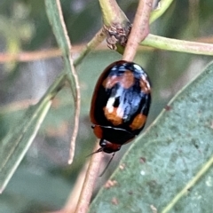 Paropsisterna beata (Blessed Leaf Beetle) at Campbell, ACT - 2 Mar 2023 by Hejor1