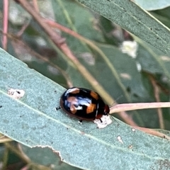 Paropsisterna beata at Campbell, ACT - 2 Mar 2023