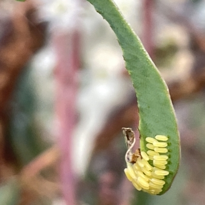 Paropsisterna cloelia (Eucalyptus variegated beetle) at Mount Ainslie - 2 Mar 2023 by Hejor1