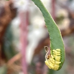 Paropsini sp. (tribe) (Unidentified paropsine leaf beetle) at Campbell, ACT - 2 Mar 2023 by Hejor1