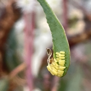 Paropsisterna cloelia at Campbell, ACT - 2 Mar 2023