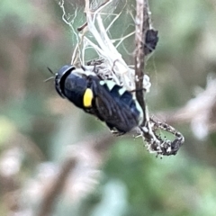 Odontomyia hunteri (Soldier fly) at Mount Ainslie - 2 Mar 2023 by Hejor1