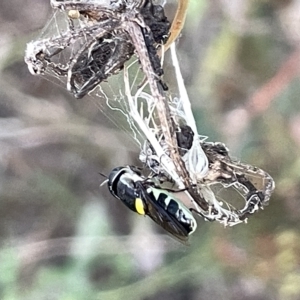 Odontomyia hunteri at Campbell, ACT - 2 Mar 2023