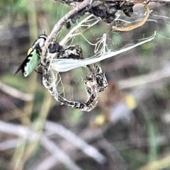 Odontomyia hunteri at Campbell, ACT - 2 Mar 2023 07:18 PM