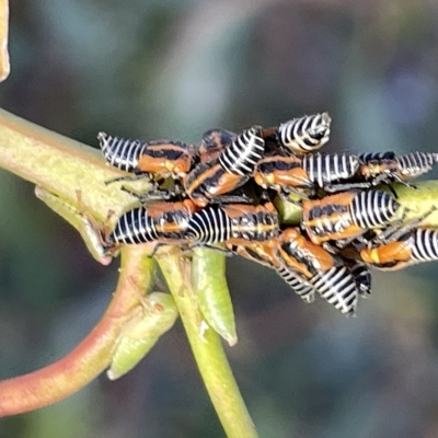 Eurymeloides sp. (genus) (Eucalyptus leafhopper) at Campbell, ACT - 2 Mar 2023 by Hejor1