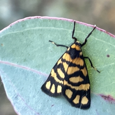 Asura lydia (Lydia Lichen Moth) at Campbell, ACT - 2 Mar 2023 by Hejor1