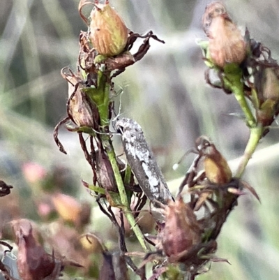 Philobota (genus) (Unidentified Philobota genus moths) at Mount Ainslie - 2 Mar 2023 by Hejor1