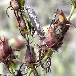 Philobota (genus) at Campbell, ACT - 2 Mar 2023