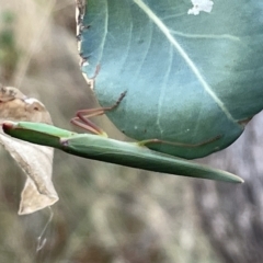 Orthodera ministralis (Green Mantid) at Campbell, ACT - 2 Mar 2023 by Hejor1