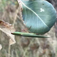 Orthodera ministralis at Campbell, ACT - 2 Mar 2023 07:07 PM