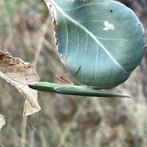 Orthodera ministralis at Campbell, ACT - 2 Mar 2023 07:07 PM