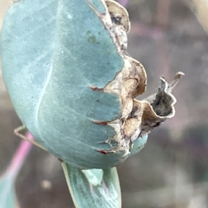 Orthodera ministralis at Campbell, ACT - 2 Mar 2023 07:07 PM