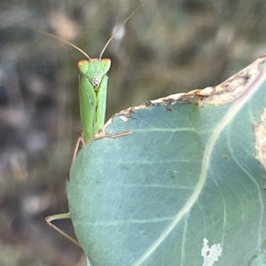 Orthodera ministralis at Campbell, ACT - 2 Mar 2023 07:07 PM