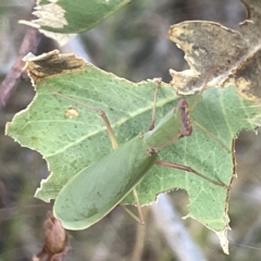 Orthodera ministralis at Campbell, ACT - 2 Mar 2023 07:07 PM