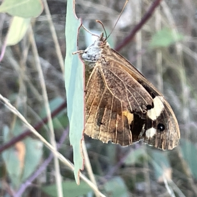 Heteronympha merope (Common Brown Butterfly) at Mount Ainslie - 2 Mar 2023 by Hejor1