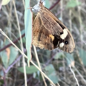 Heteronympha merope at Campbell, ACT - 2 Mar 2023 07:03 PM