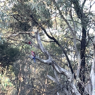 Platycercus elegans (Crimson Rosella) at Mount Ainslie - 2 Mar 2023 by Hejor1