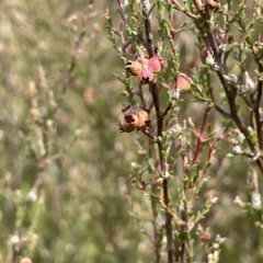 Kunzea parvifolia at Lake George, NSW - 1 Mar 2023