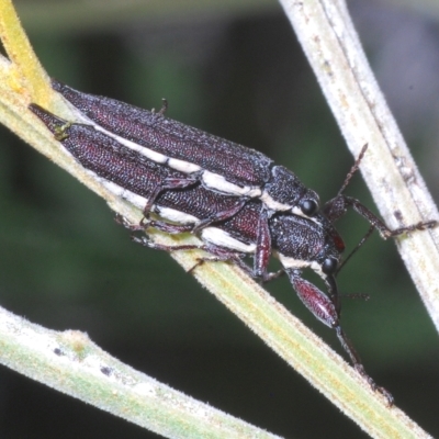 Rhinotia phoenicoptera (Belid weevil) at Molonglo Valley, ACT - 1 Mar 2023 by Harrisi