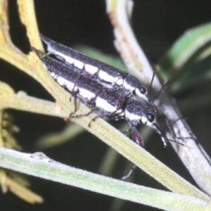 Rhinotia phoenicoptera at Molonglo Valley, ACT - 1 Mar 2023