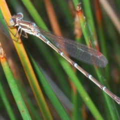 Unidentified Damselfly (Zygoptera) at Molonglo Valley, ACT - 1 Mar 2023 by Harrisi