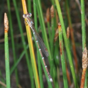 Austrolestes analis at Bluetts Block (402, 403, 12, 11) - 1 Mar 2023 05:07 PM