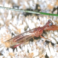 Campion sp. (genus) (Mantis Fly) at Denman Prospect 2 Estate Deferred Area (Block 12) - 1 Mar 2023 by Harrisi