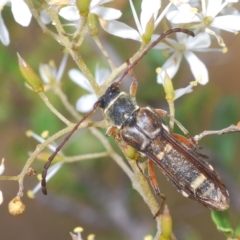 Hesthesis plorator (A longhorn beetle) at Cotter River, ACT - 28 Feb 2023 by Harrisi