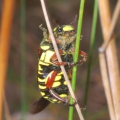 Eupoecila australasiae (Fiddler Beetle) at Lower Cotter Catchment - 28 Feb 2023 by Harrisi