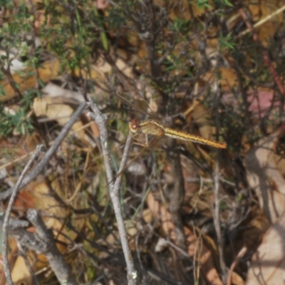 Diplacodes haematodes (Scarlet Percher) at Piney Ridge - 1 Mar 2023 by Harrisi