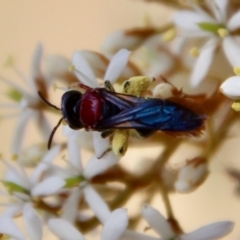 Lasioglossum (Callalictus) callomelittinum (Halictid bee) at Mongarlowe River - 2 Mar 2023 by LisaH