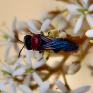 Lasioglossum (Callalictus) callomelittinum at Mongarlowe, NSW - suppressed