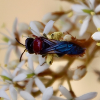 Lasioglossum (Callalictus) callomelittinum (Halictid bee) at Mongarlowe, NSW - 2 Mar 2023 by LisaH