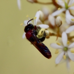 Lasioglossum (Callalictus) callomelittinum at Mongarlowe, NSW - 2 Mar 2023