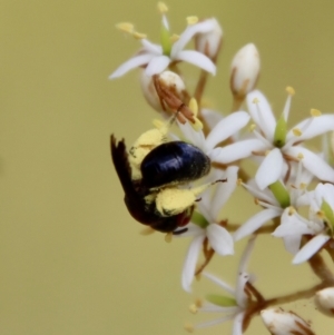 Lasioglossum (Callalictus) callomelittinum at Mongarlowe, NSW - suppressed