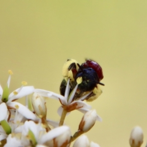 Lasioglossum (Callalictus) callomelittinum at Mongarlowe, NSW - suppressed