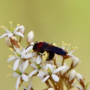 Lasioglossum (Callalictus) callomelittinum at Mongarlowe, NSW - suppressed