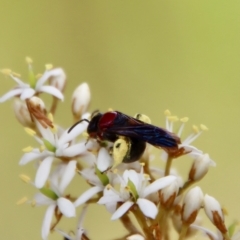 Lasioglossum (Callalictus) callomelittinum at Mongarlowe, NSW - 2 Mar 2023