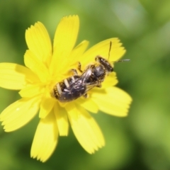 Lasioglossum (Chilalictus) sp. (genus & subgenus) (Halictid bee) at QPRC LGA - 2 Mar 2023 by LisaH