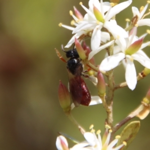 Exoneura sp. (genus) at Mongarlowe, NSW - 2 Mar 2023